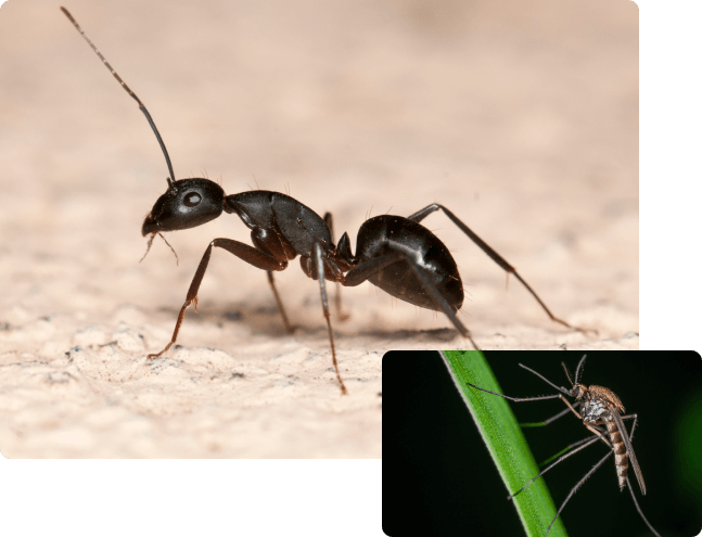 ant and mosquito