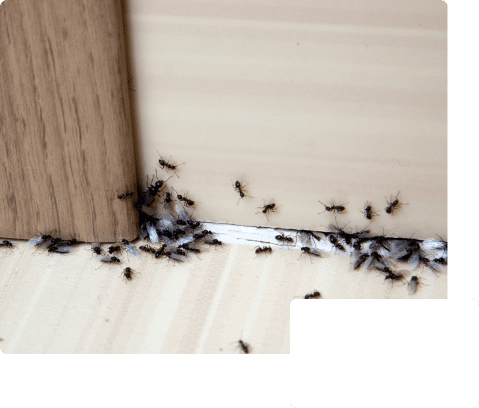 Carpenter Ants vs. Termites