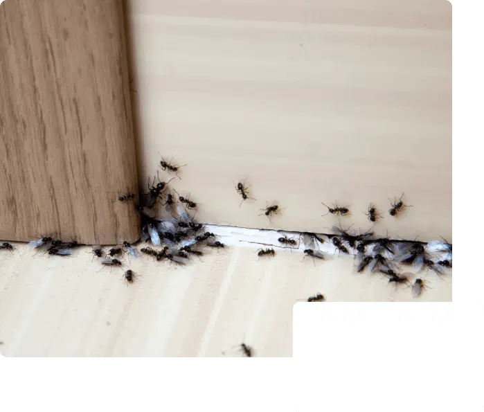 Carpenter Ants vs. Termites