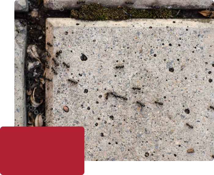Pavement Ants Pavement Ants