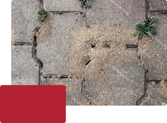 Pavement Ants Pavement Ants