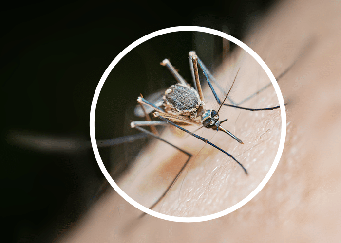 Mosquito Identification