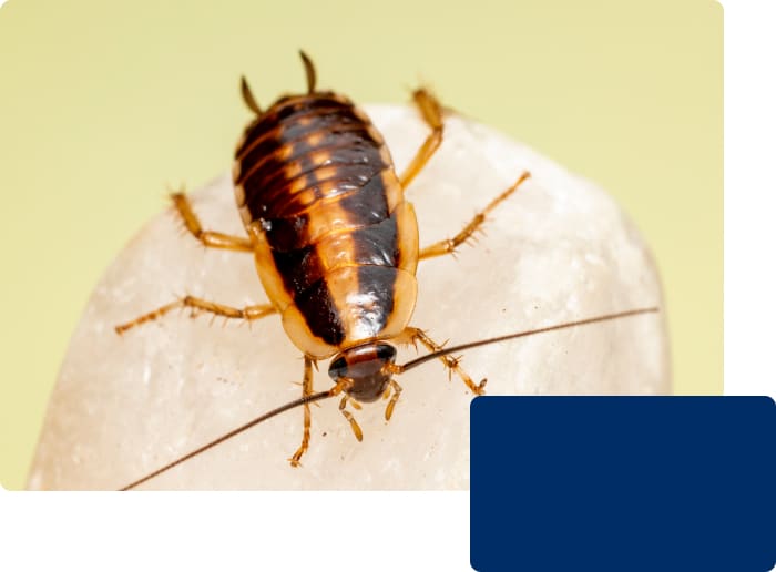 Roaches Roaches