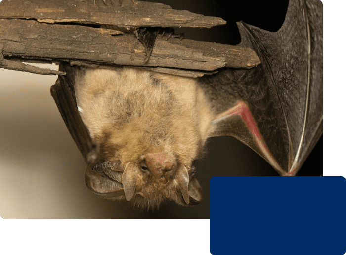 bats_species_in