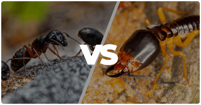 carpernter_ants_vs_termites