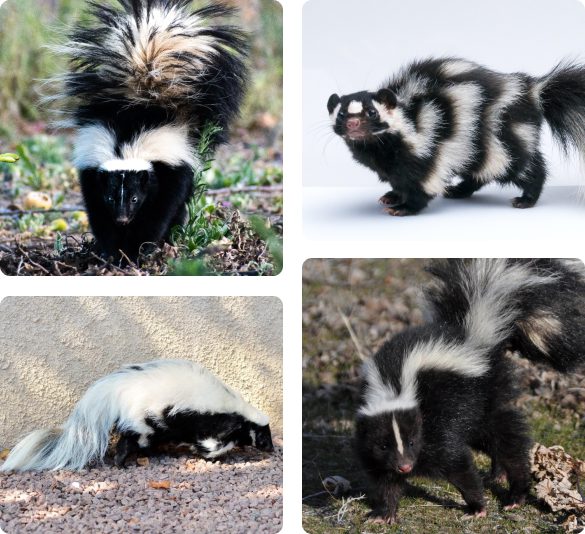 Despite their reputation, skunks are helpful creatures that only spray under extreme circumstances. However, is not a good idea to go near them.