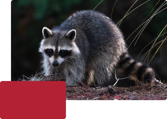 What you should know about raccoons?