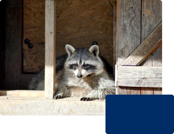 Why are raccoons detrimental?