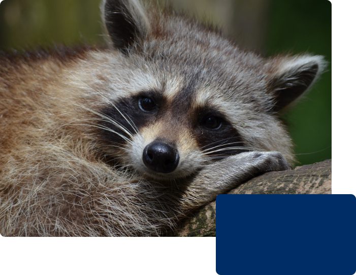 Why are raccoons detrimental?